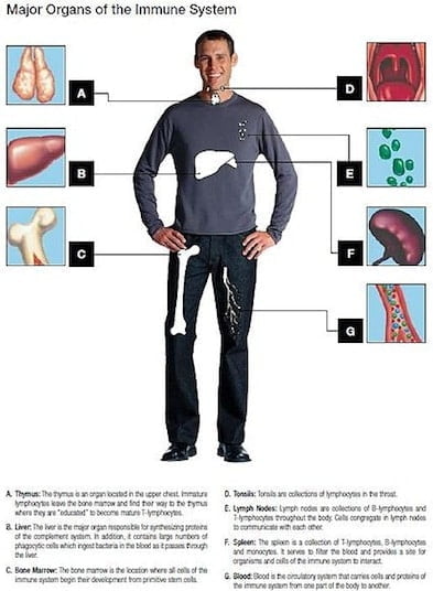 імунна система