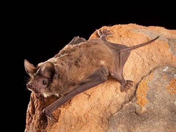 Кажан – борець зі злочинністю