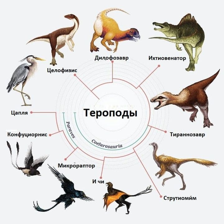 Птичьи лапки уникальны
