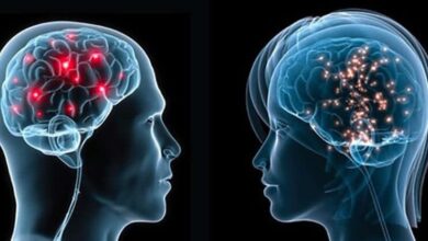 Мозок чоловіка та мозок жінки