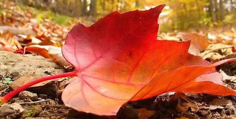 Мир та спокій