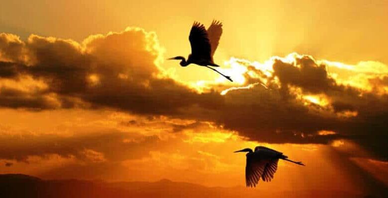 Чи є надія в безнадії