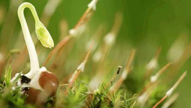 принципи волокнистої оптики