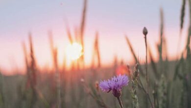 народження згори