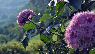 книга природи