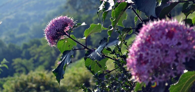 книга природи