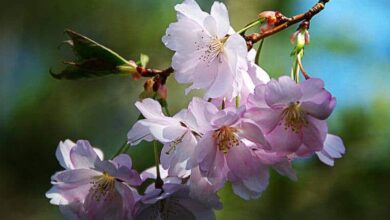 Що таке прощення?