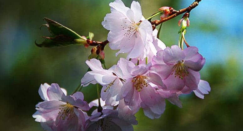 Що таке прощення?