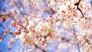 Про Воскресіння