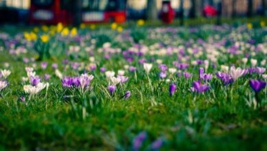 Воскресіння