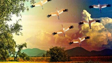 Царство Боже