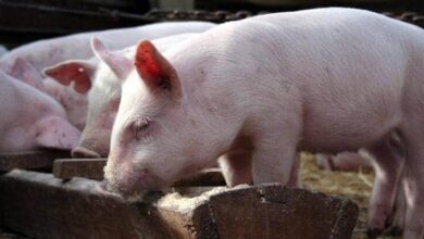 задоволення