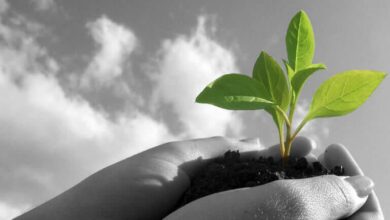 Народження згори