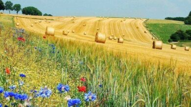 задоволення