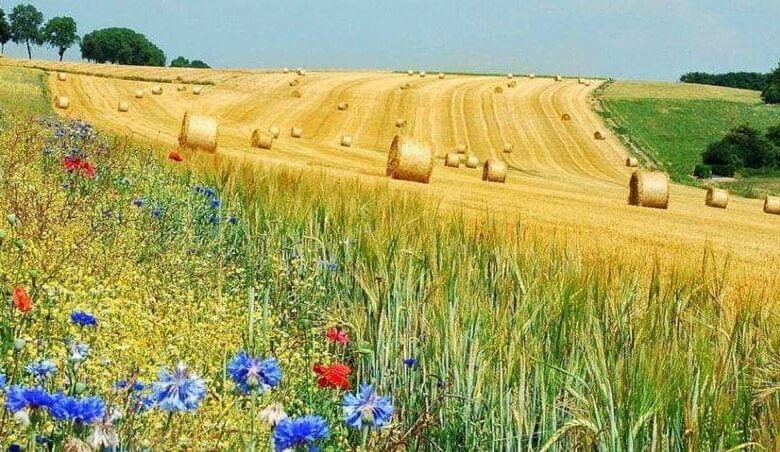 задоволення