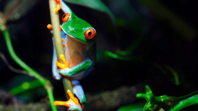 Метаморфоз жаби