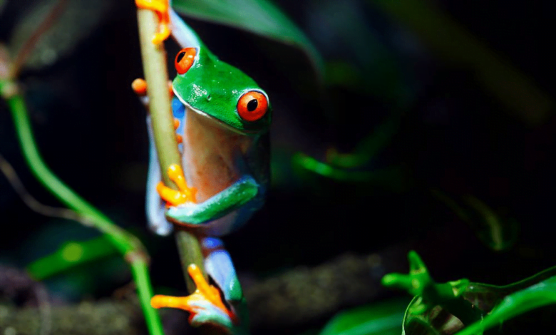 Метаморфоз жаби