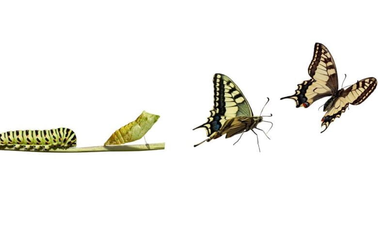 перетворення, метаморфоз