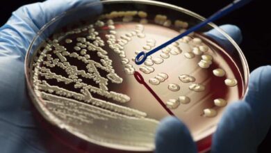 стійкість до антибіотиків