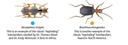 Жук–бомбардир