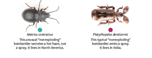 Жук–бомбардир