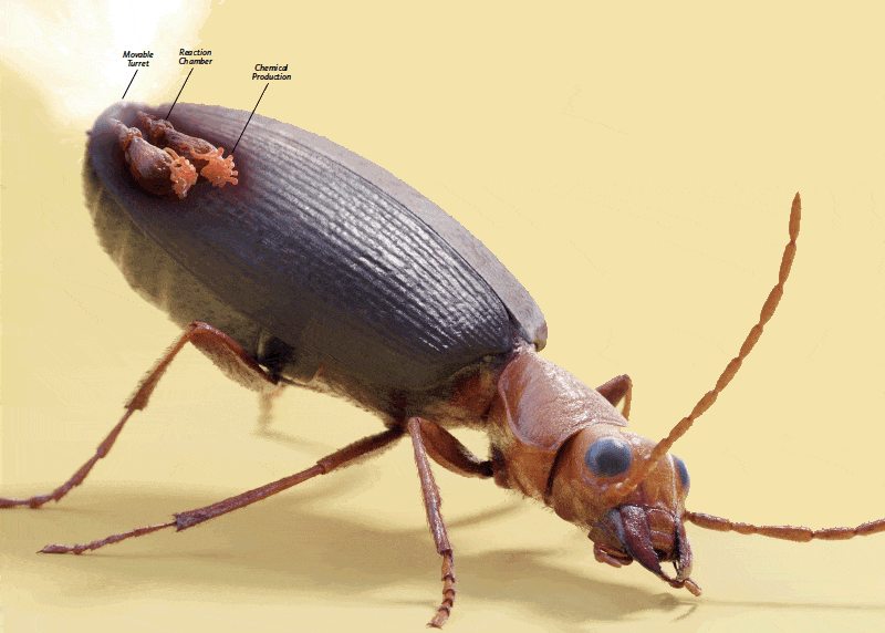 Жук–бомбардир