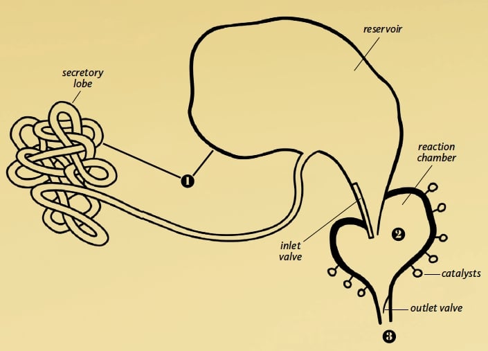 Жук–бомбардир