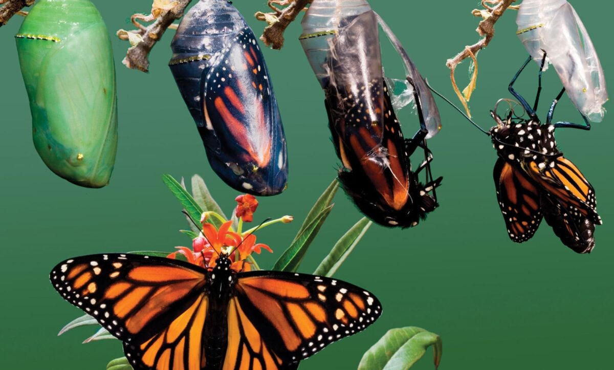 перетворення гусениці в метелика