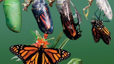 перетворення гусениці в метелика