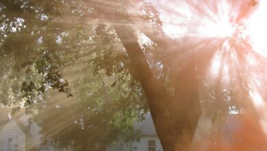 сонячиний день