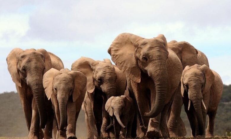 Здатність до спілкування