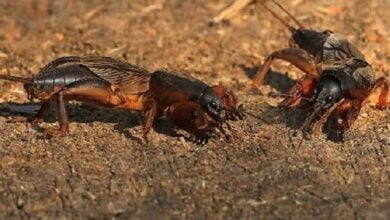 про самця капустянки