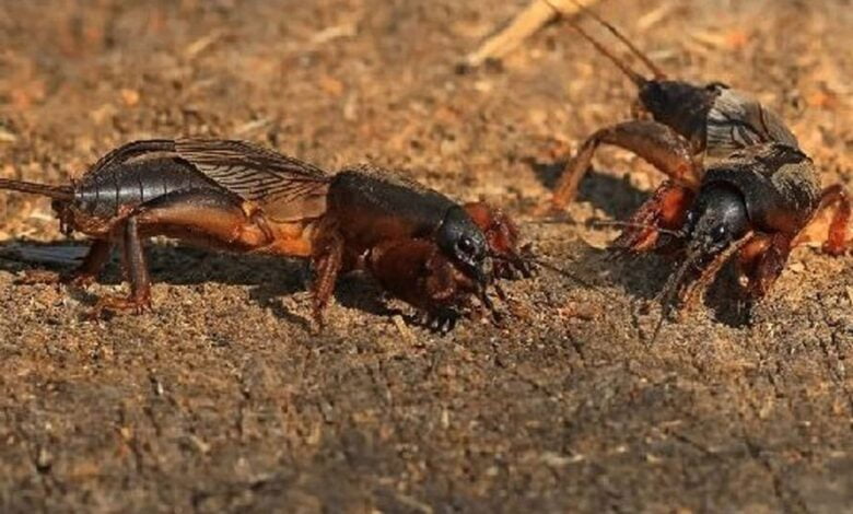 про самця капустянки