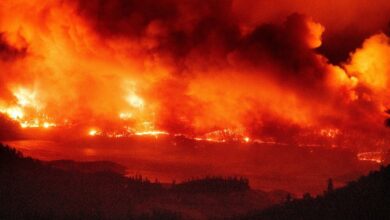 лісові пожежі