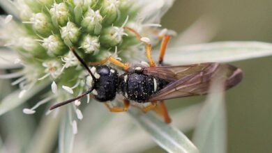 колорадський жук