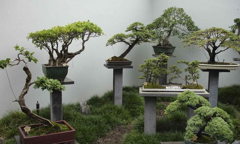 дерева бонсай