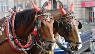 Сектанство