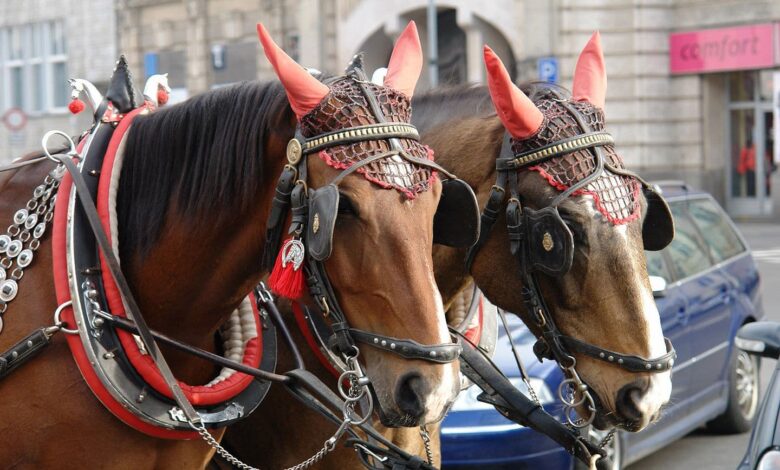 Сектанство