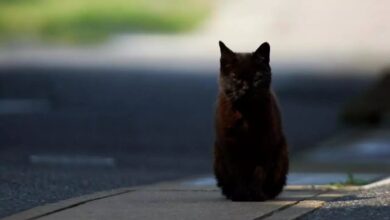 марновірство