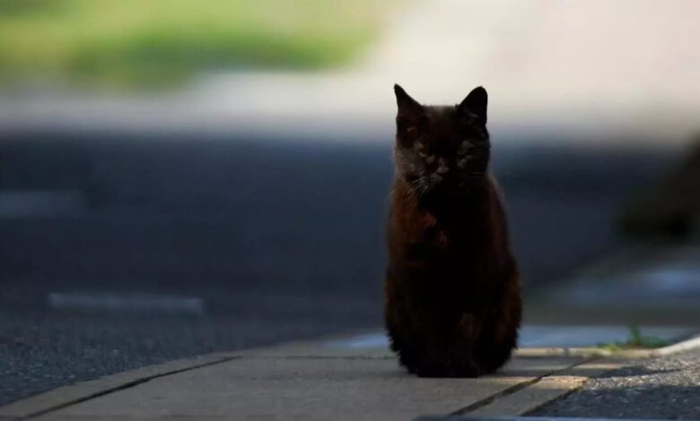 марновірство