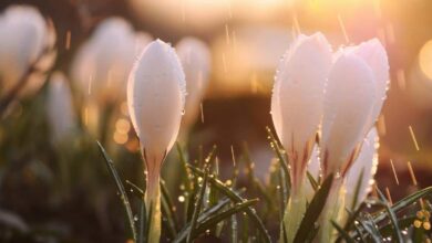 вірші на Пасху