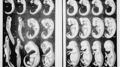 ембріони Геккеля