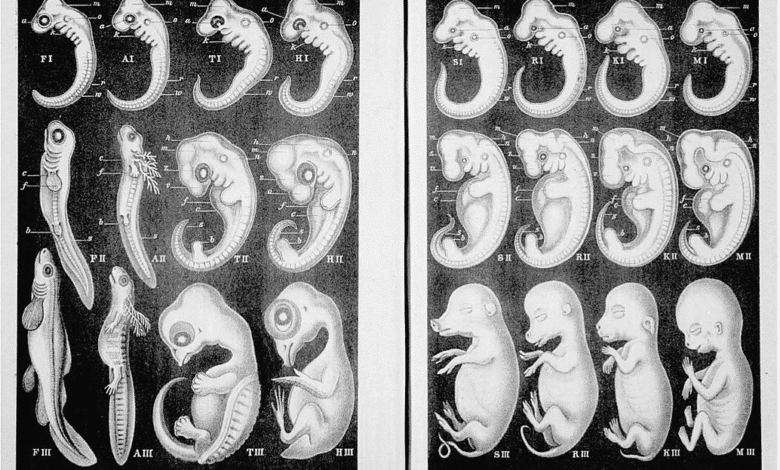 ембріони Геккеля