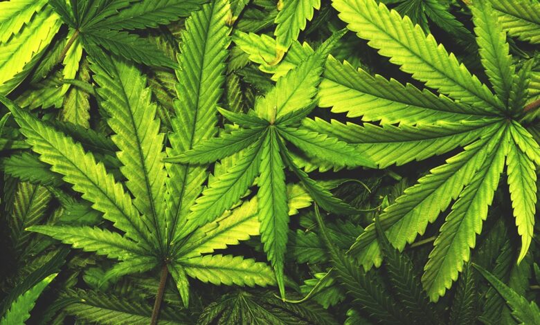легалізували препарати з канабісом