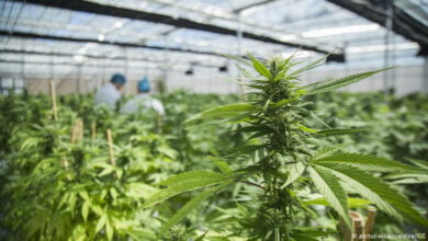 вживання марихуани