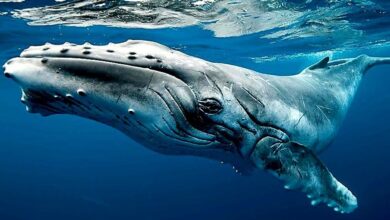 математичний платонізм