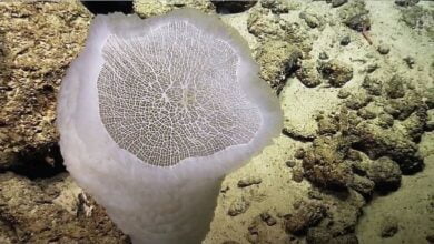 Я ніколи не бачив