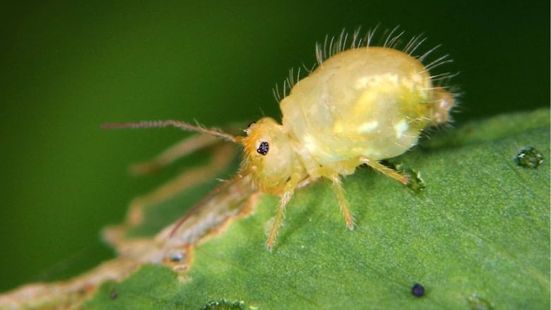 Арктические ногохвостки