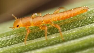 Личинка жука