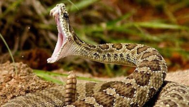 отруйні змії